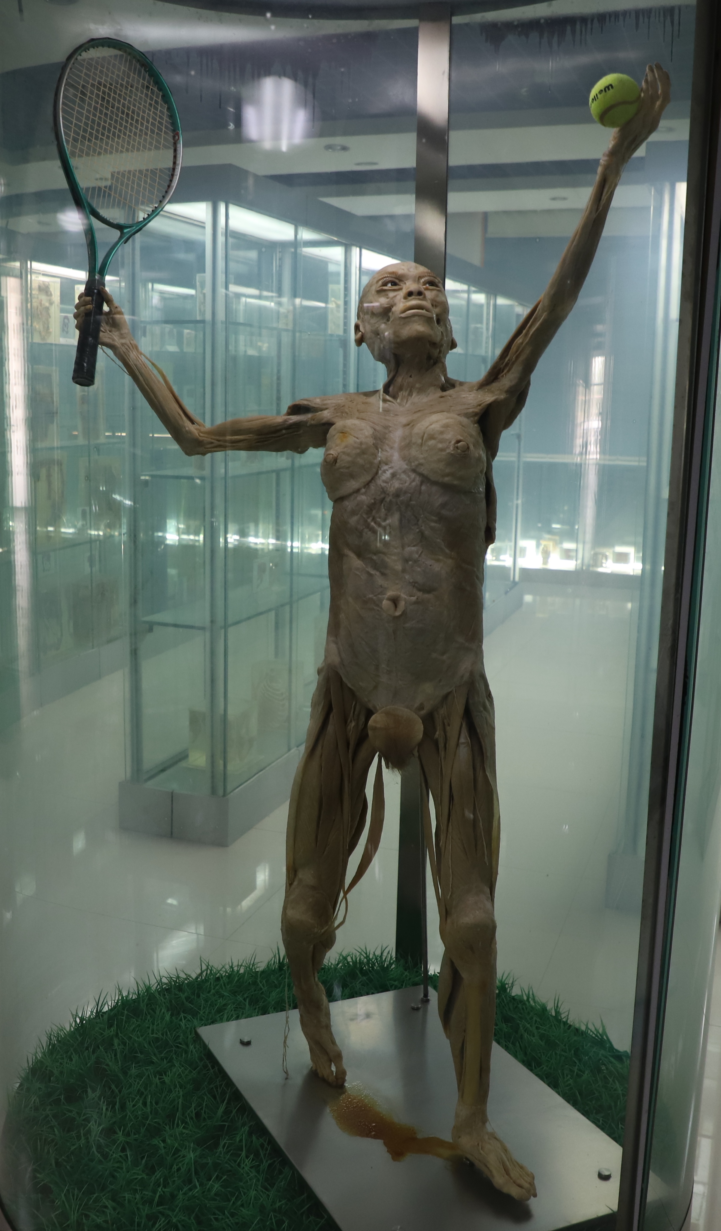 塑化標(biāo)本正面觀